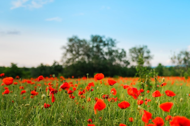 Poppy field on a bright sunny summer day