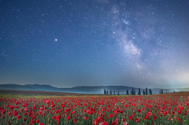 Poppy field at night