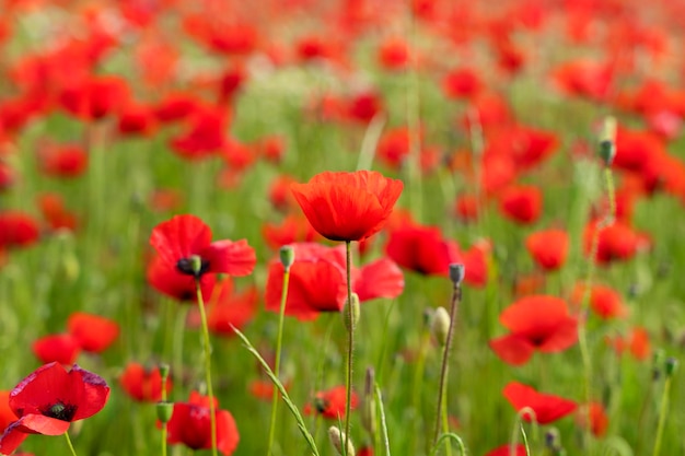 Poppy field in spring