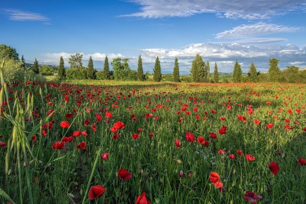 Poppy Field in Tuscany