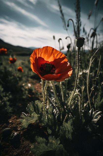 A poppy in a field with a cloudy sky in the background