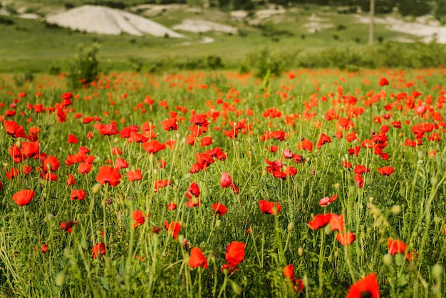 Poppy field