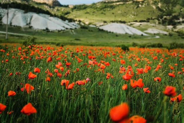 Poppy field