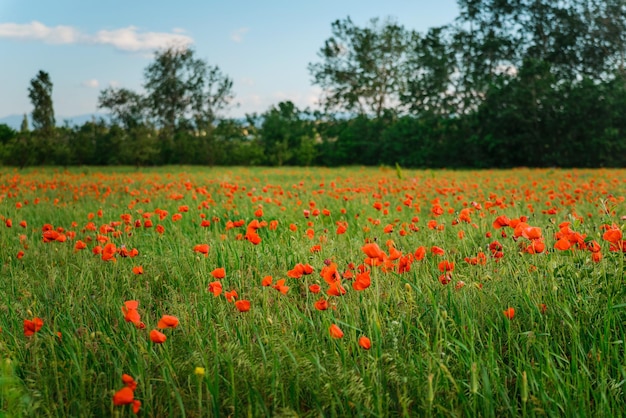 Poppy field