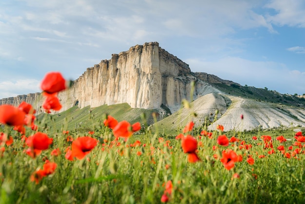 Poppy field