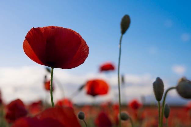 Poppy field