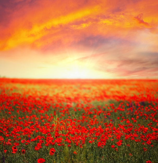 Poppy field