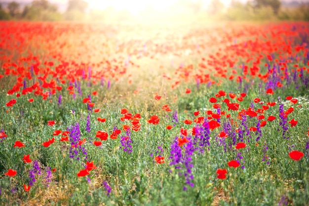 Poppy field