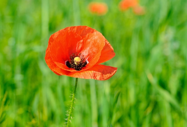 Poppy in a field