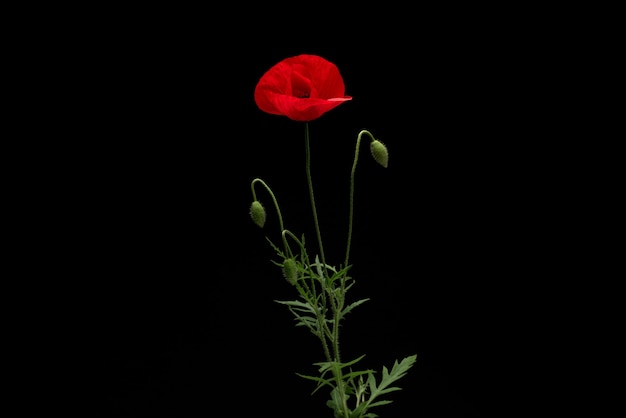 Poppy Flower on Black isolated