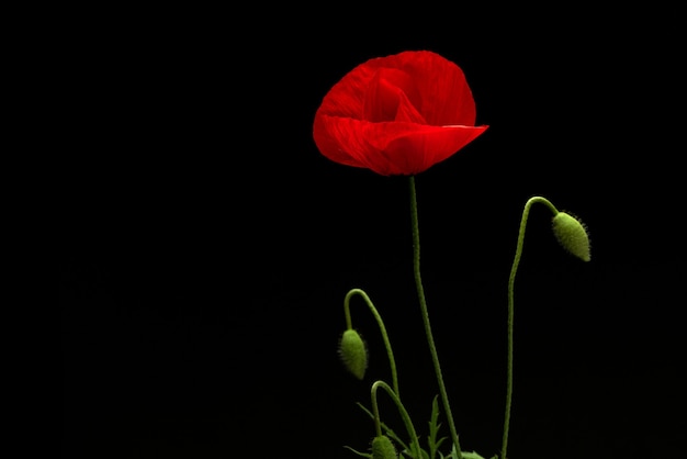 Poppy Flower on Black isolated