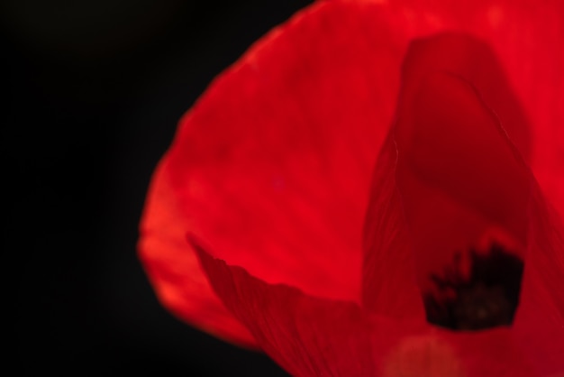 Poppy Flower on Black isolated