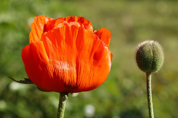 a poppy flower and bud in sunlight on a natural blurry green garden background selective focus