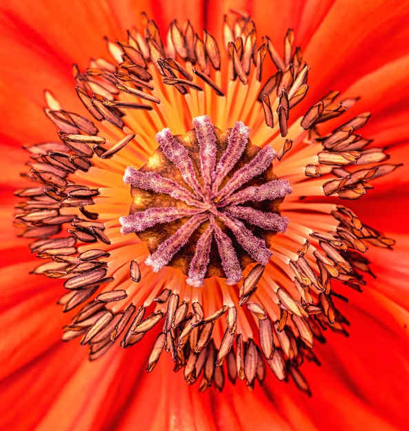 Poppy flower closeup Natural background Selective focus