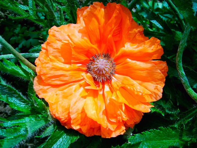 Poppy flower in green foliage photo