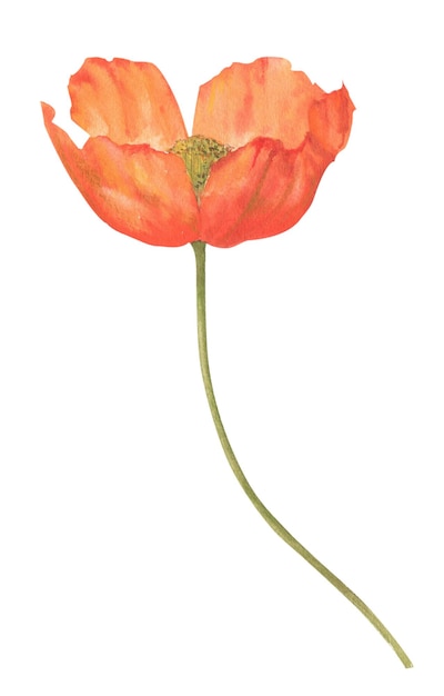 Poppy flower handdrawn in watercolor