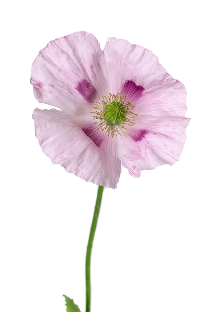 Poppy flower isolated on white background Single pink opium poppy Papaver somniferum Clipping path