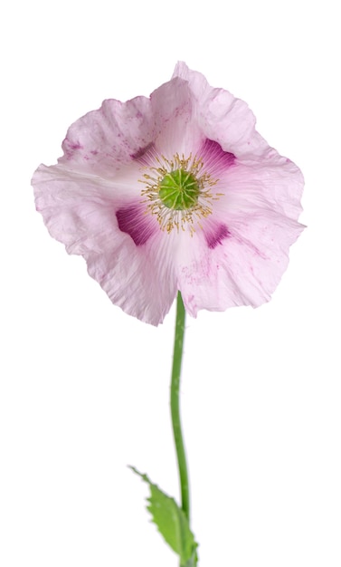 Poppy flower isolated on white background Single pink opium poppy Papaver somniferum Clipping path