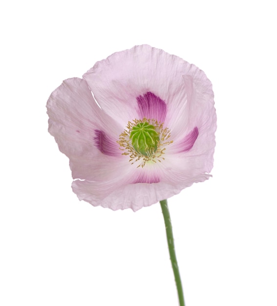 Poppy flower isolated on white background Single pink opium poppy Papaver somniferum Clipping path