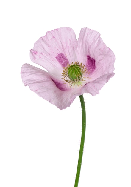 Poppy flower isolated on white background Single pink opium poppy Papaver somniferum Clipping path