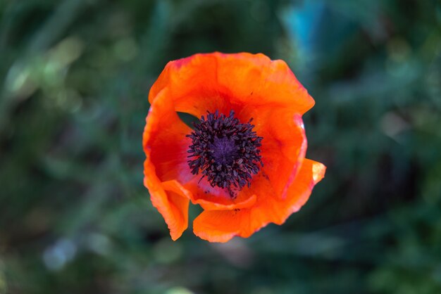 Poppy flower top view over green background