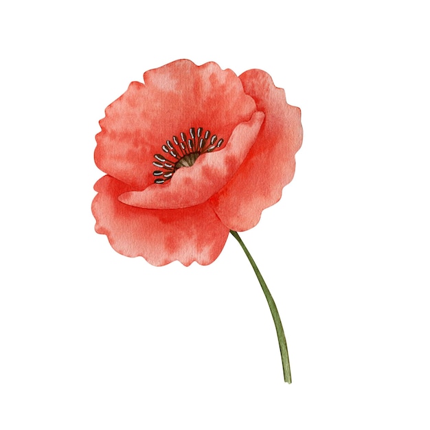 Poppy flower watercolor illustration isolated on white background.