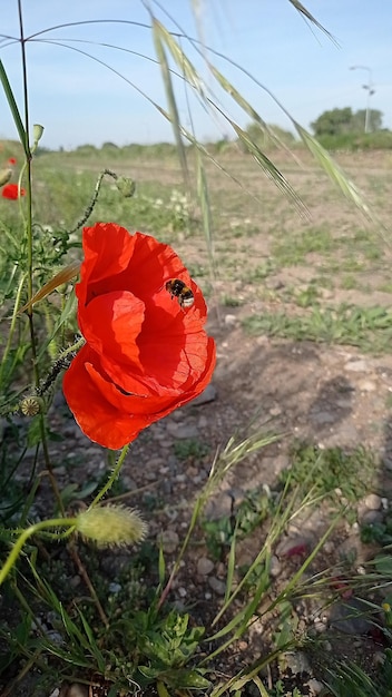 Poppy flower