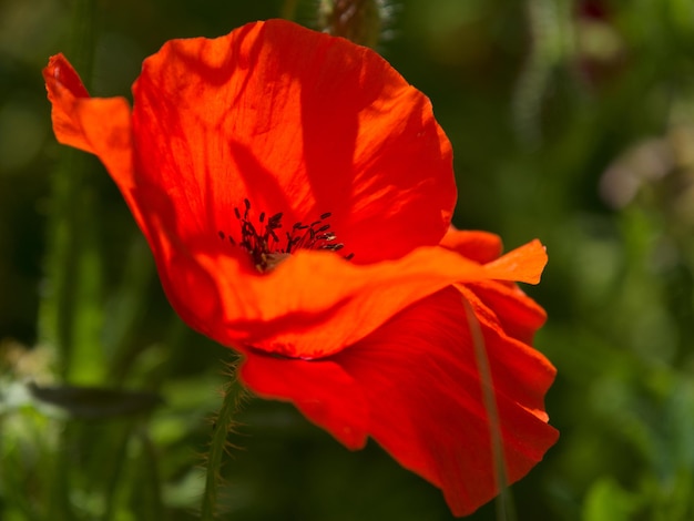 Poppy flowering in Ronda Spain