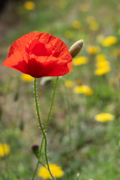 Poppy flowering in summertime in East Grinstead