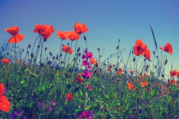 Poppy flowers against the sky