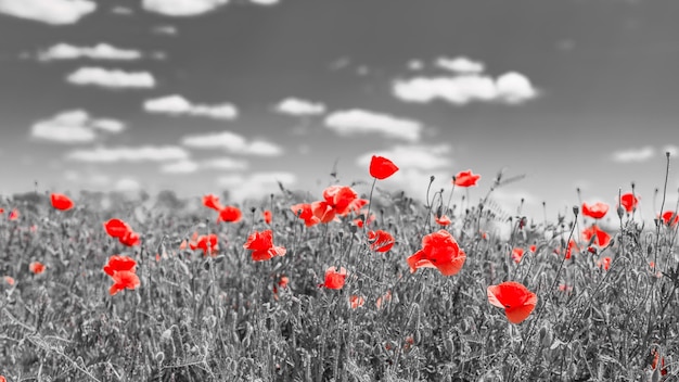 Poppy flowers, black and white, red blooming floral. Spring summer nature concept, selective color