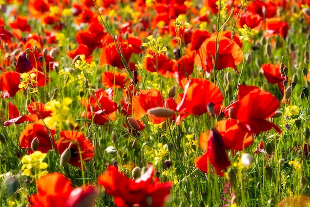 Photo poppy flowers blooming on summer meadow in sunlight