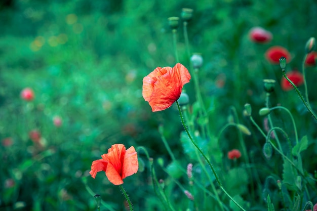 Poppy flowers on a blurred background among the grass