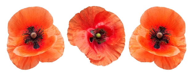 Poppy flowers head collection isolated on white background Flat lay top view