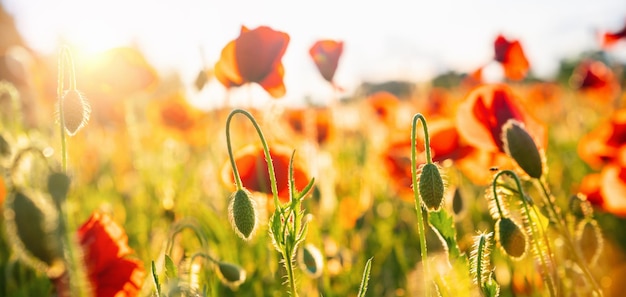 Poppy flowers meadow and nice sunset scene