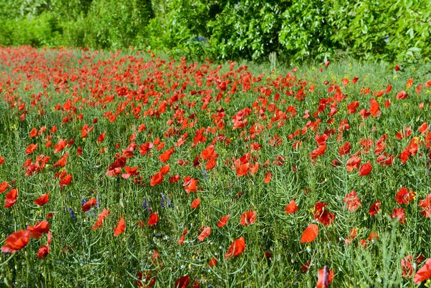 Poppy flowers outdoors