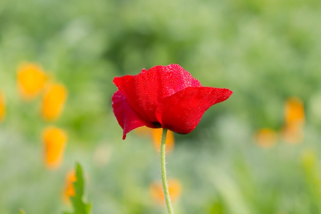 Poppy in the garden (Papaveraceae)