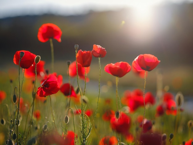 Poppy meadow in the light of the setting sun