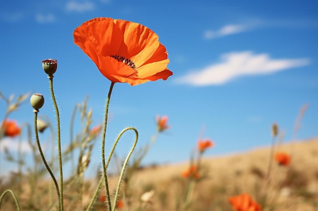 Poppy on a meadow