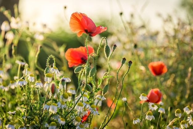 Poppy seed in the field at sunrise Poland