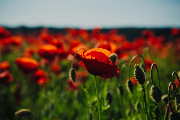 Photo poppy seed or red flower in field on green stem summer and spring drug and love intoxication opium