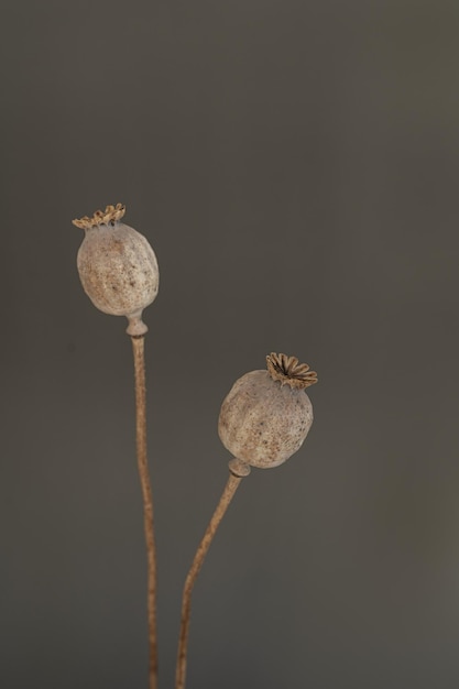 Poppy stems over neutral grey wall Minimal styled still life floral composition