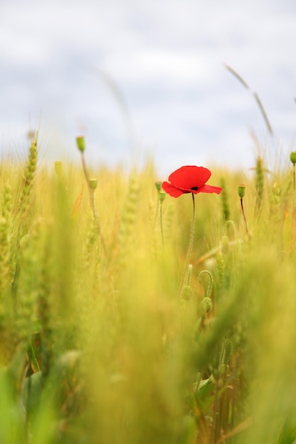 Poppy in the wheatfield