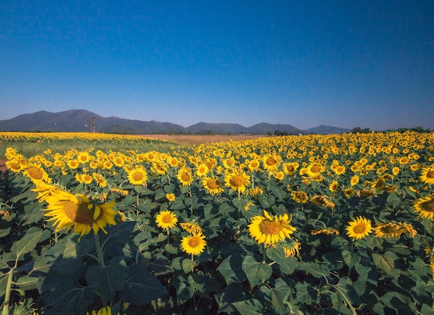 Popular sunflowers are planted as ornamental plants, sunflowers are planted together densely into a sunflower field.