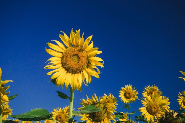 Popular sunflowers are planted as ornamental plants, sunflowers are planted together densely into a sunflower field.