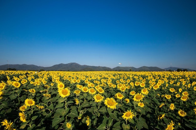 Popular sunflowers are planted as ornamental plants, sunflowers are planted together densely into a sunflower field.