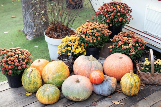 Porch decorated orange pumpkins and chrysanthemum in pots at home