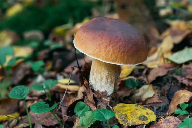 porcini autumn in the forest. Mushroom in foliage