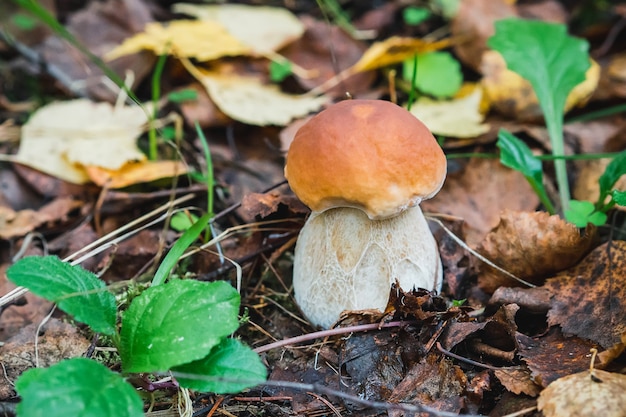 porcini autumn in the forest