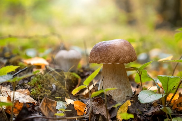 Porcini or boletus muchroom grows on ground among dry fallen leaves in forest in sunlight